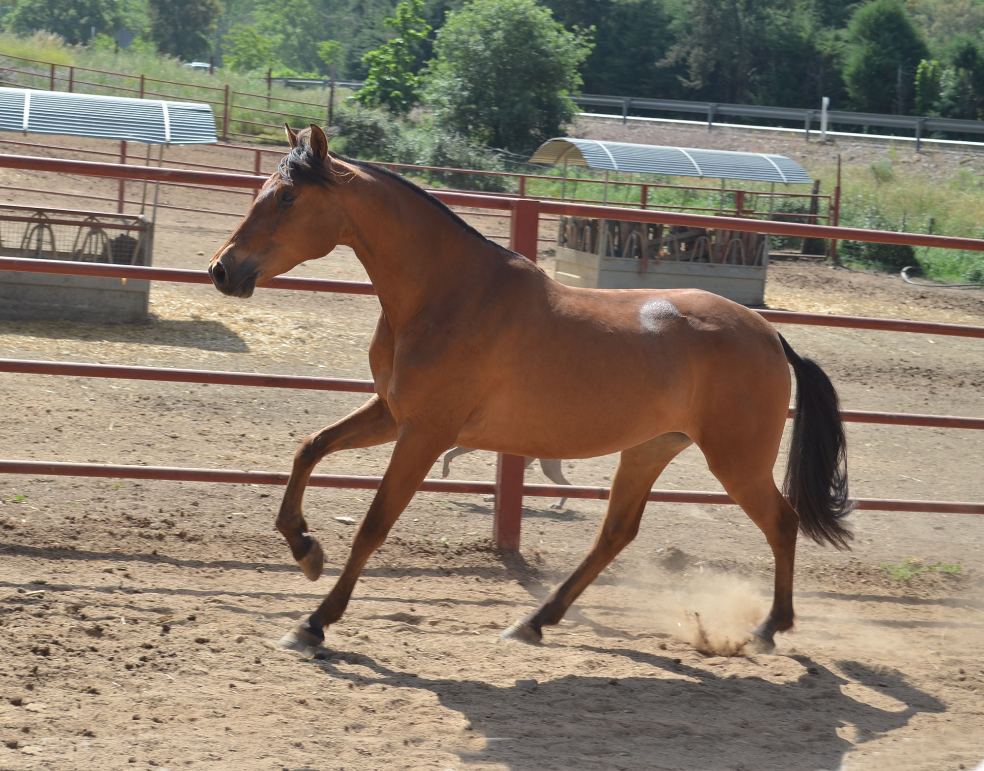 Comprar Caballo